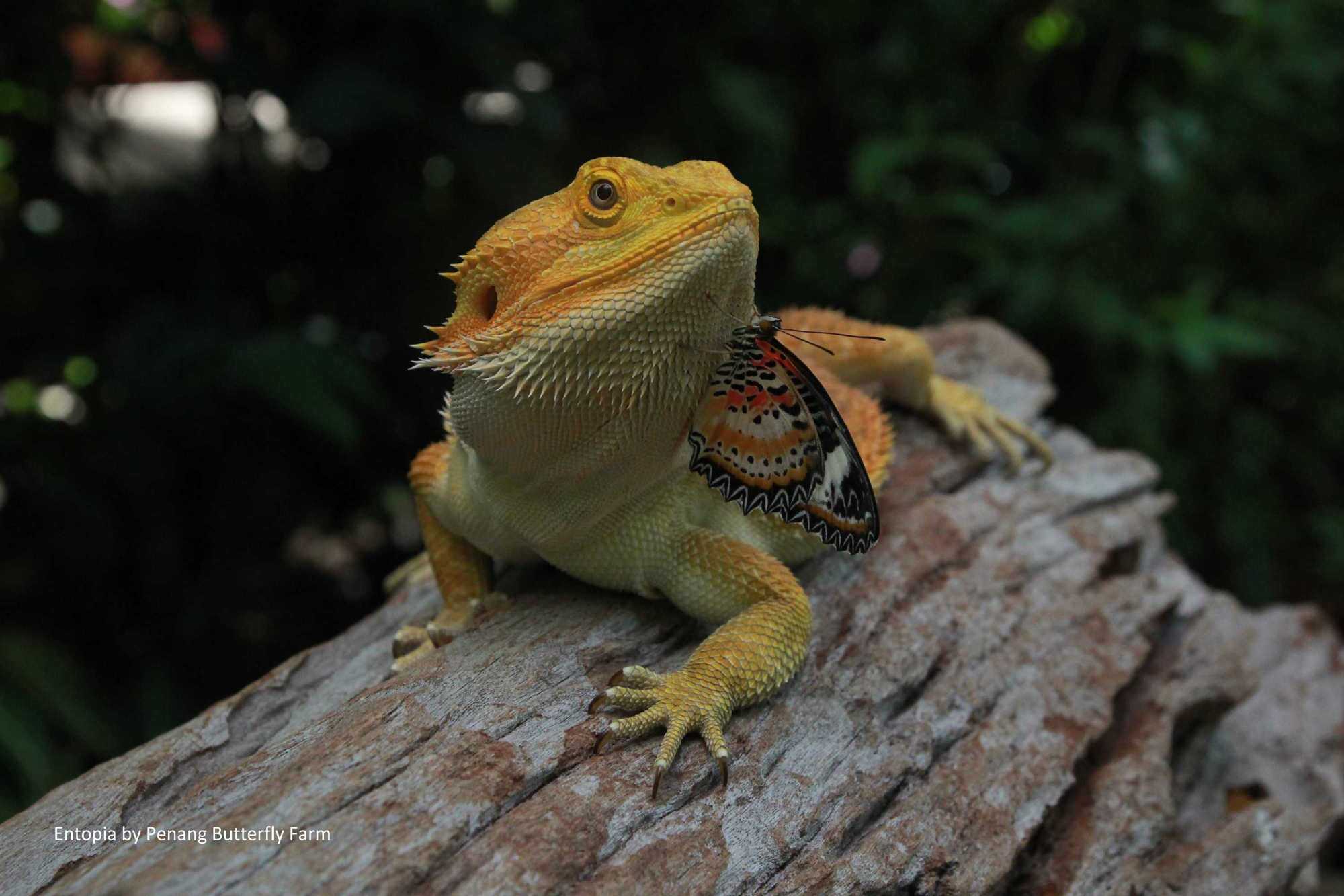 Animals at Entopia Penang